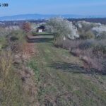 Frühlingserwachen auf dem Oberwaldberg bei Mörfelden-Walldorf